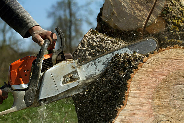 The Steps Involved in Our Tree Care Process in Margate City, NJ